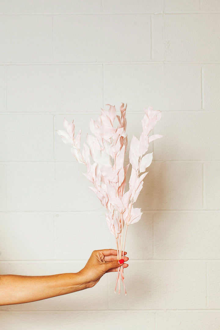 Preserved Blush Israeli Ruscus