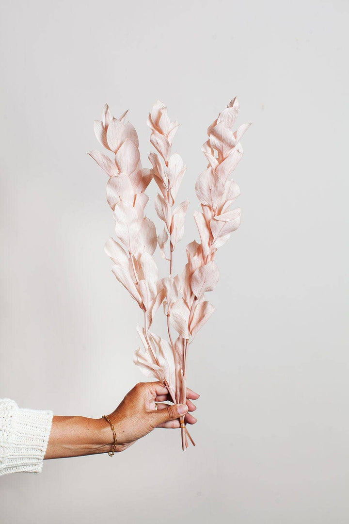 Preserved Blush Israeli Ruscus