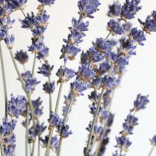 Dried English Lavender | Bunch