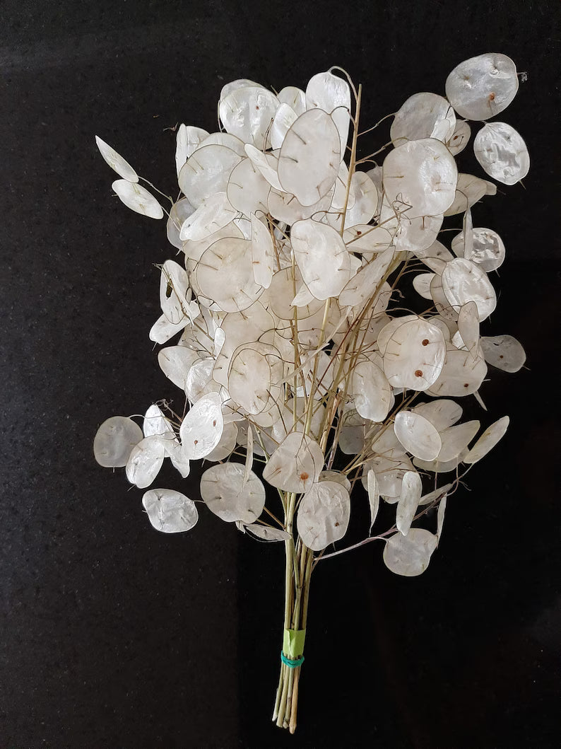 Lunaria White Leaves + Spots