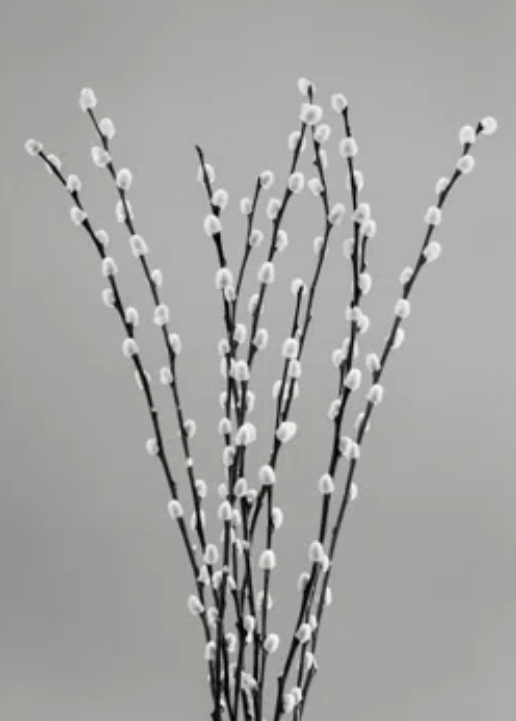Pussy Willow Tree Branches | Bundle