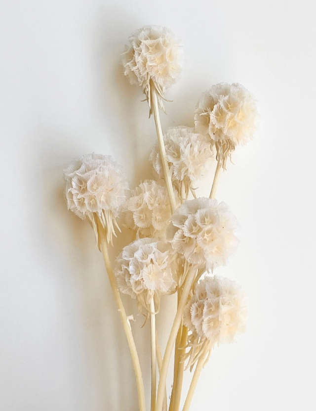 Preserved Scabiosa Ivory Pods/Stem