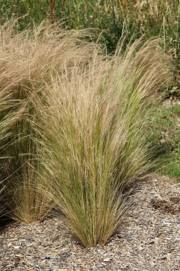 Stipa Grass Stem