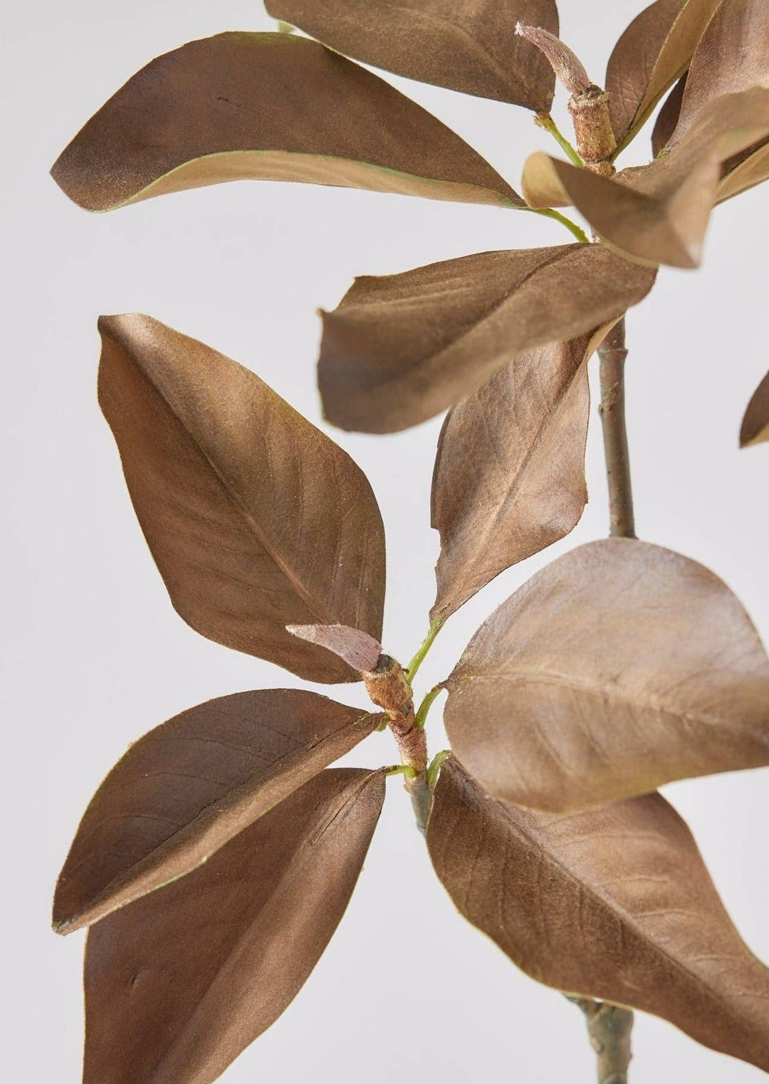 Magnolia Leaf Branch | Brown Hue