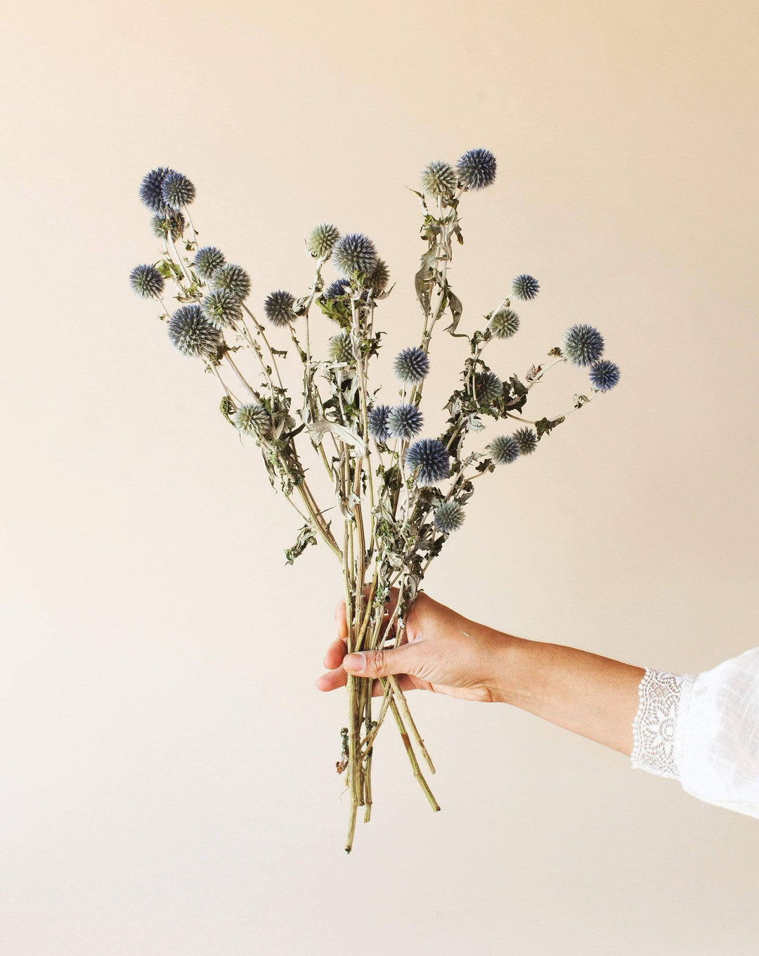 Dried Blue Globe Thistle/Stem