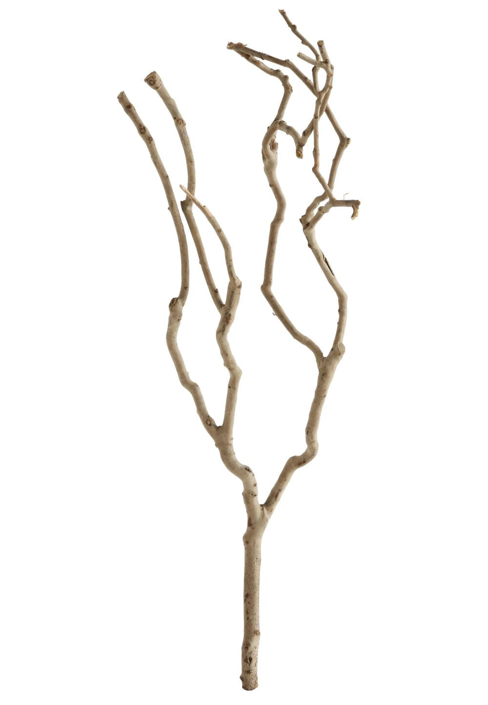 Natural Tea Tree Branch