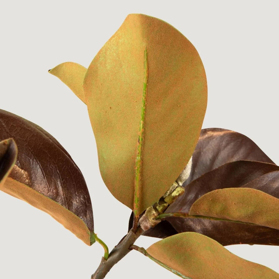 Magnolia Leaf Branch | Brown Hue