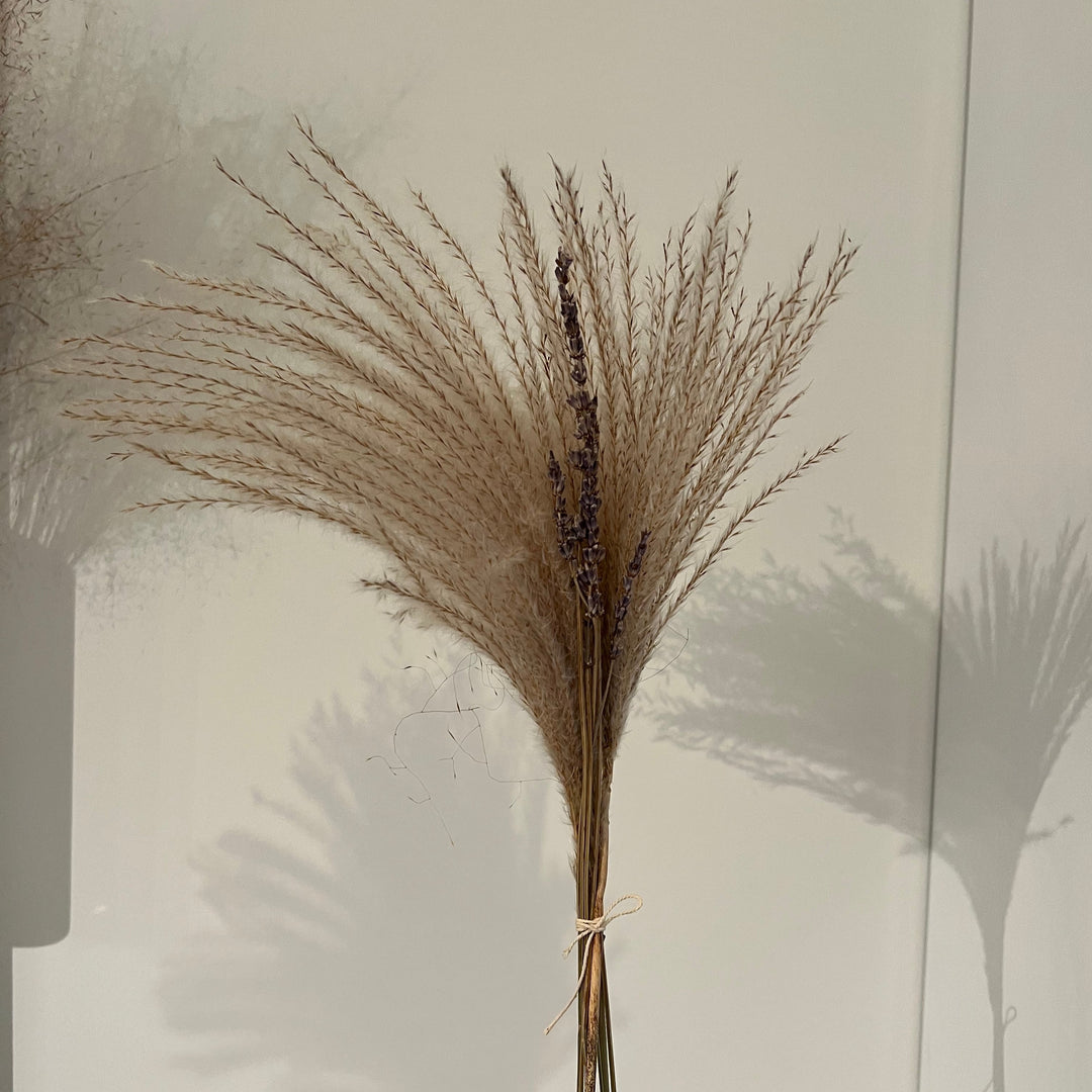 Pampas Grass Bundle